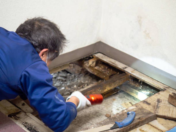  Flower Mound, TX Mold Removal Pros