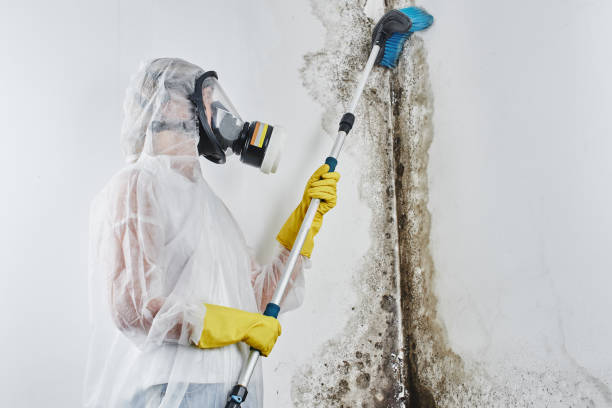 Attic Mold Removal in Flower Mound, TX