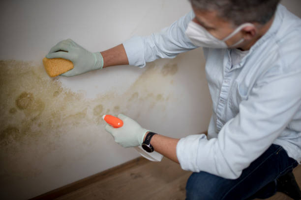 Best Best Mold Removal Companies  in Flower Mound, TX