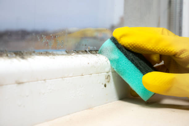 Mold Testing and Removal in Flower Mound, TX