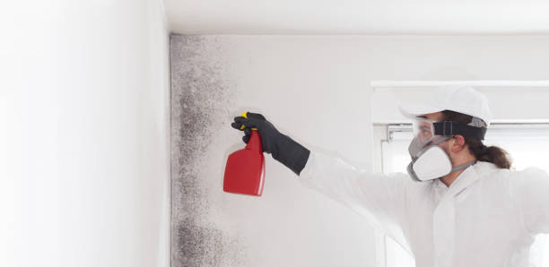 Best Same-Day Mold Removal  in Flower Mound, TX