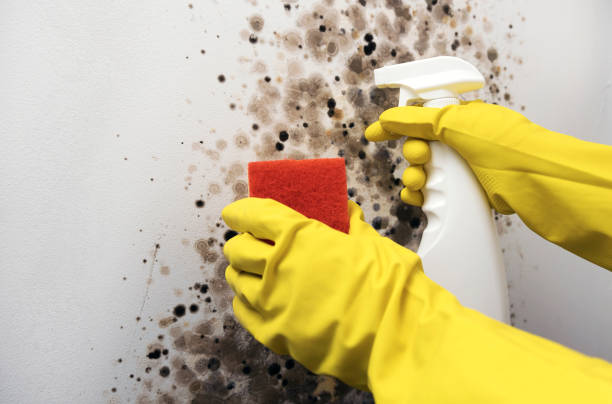 Best Black Mold Removal  in Flower Mound, TX