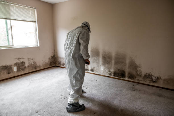 Best Mold Removal Company Near Me  in Flower Mound, TX