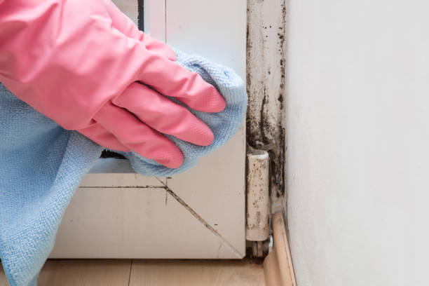 Best Local Mold Removal Service  in Flower Mound, TX